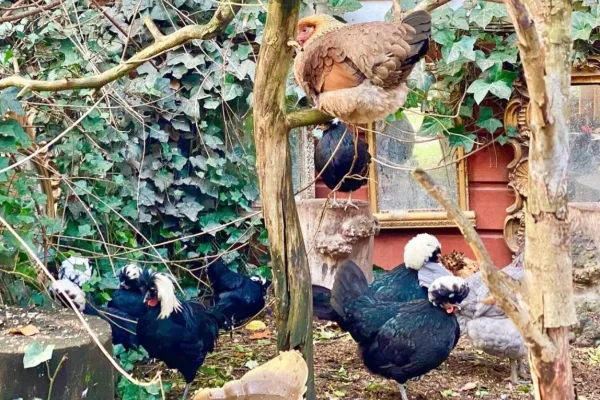 Möt våren hos Susanne Demåne