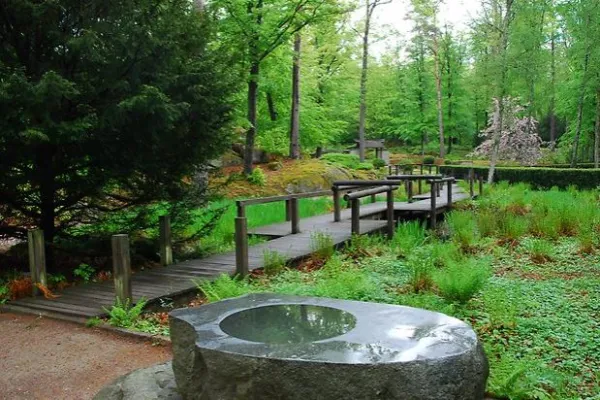 Växter och träd i Brunnsparken & skogen