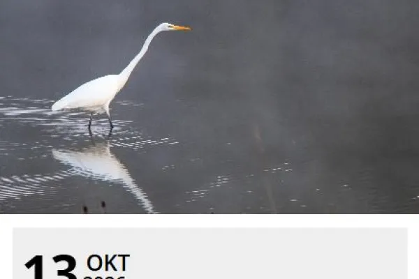 Vinnare och förlorare i den svenska fågelvärlden