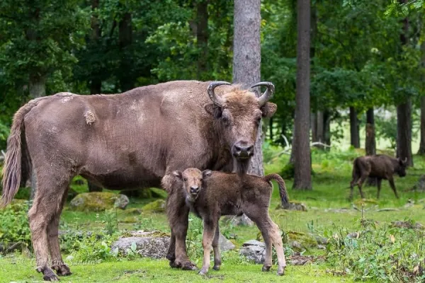 Öppet i safariparken på Eriksberg