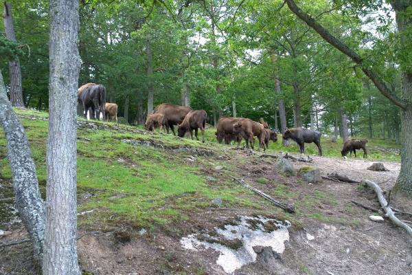 European bisons at Eriksberg