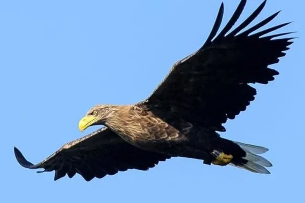 Eagle safari at Eriksberg