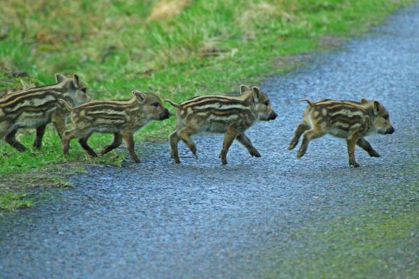 Young wild boars crossing a path