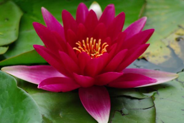 Red water lily