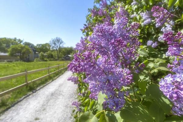 Lilacs next to the gravel road