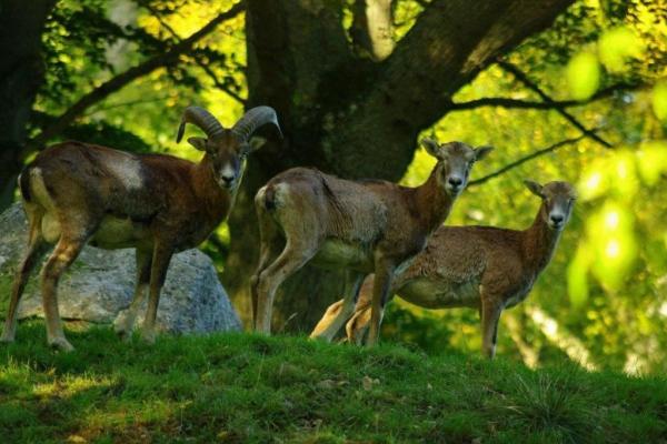 Mouflon in the forest