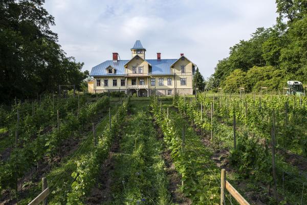 Bild på vingården från vinodling in mot en stor herrgård