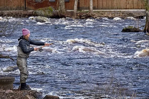 Fiskepremiär i Mörrum