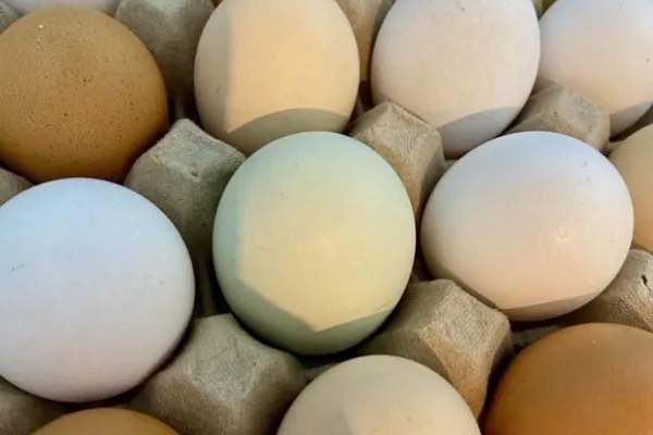 Grettlinge farmstore