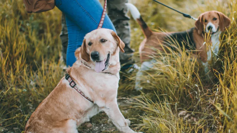 Ta med hunden till Blekinges Outdoor-leder