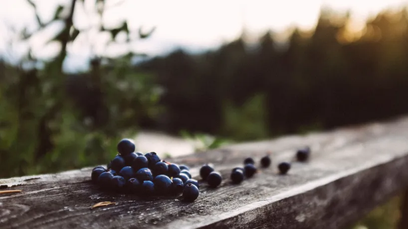 Blåbär som plockats i Blekinges skog och mark Foto av Jens Lennartsson