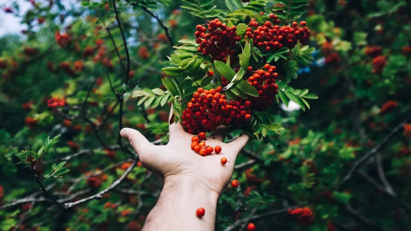 Skördetid i Olofström