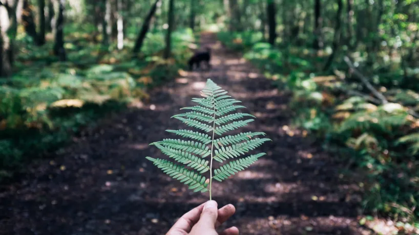 Outdoor trails