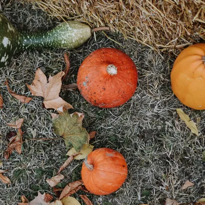 Gårdsbutiksrundan i Blekinge