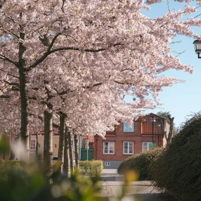 körsbärsblomning i centrala Sölvesborg