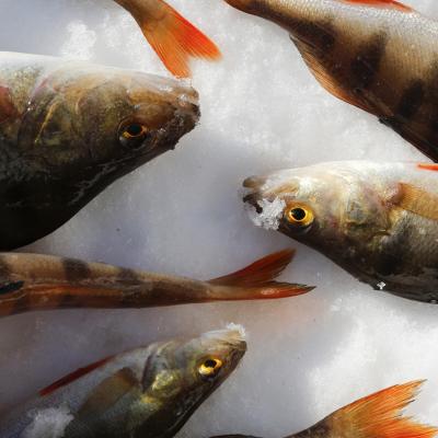Salmon- and troutfishing in Mörrumsån