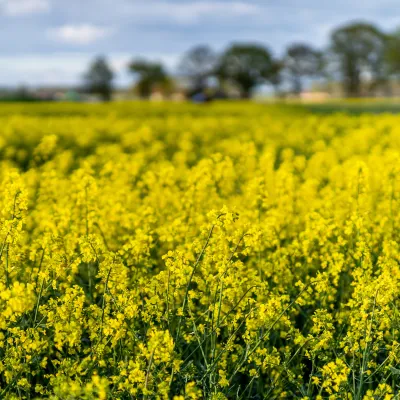 Rapsfält på Listerlandet