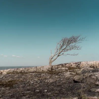 Ensamt träd i Hanös natur