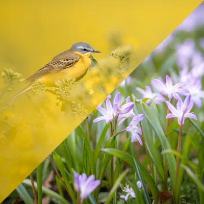 Vögel im Sonnenuntergang und Mann auf dem Fahrrad im Wald