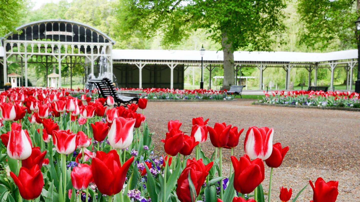 Rödvita tulpaner som blommar i Ronneby Brunnspark