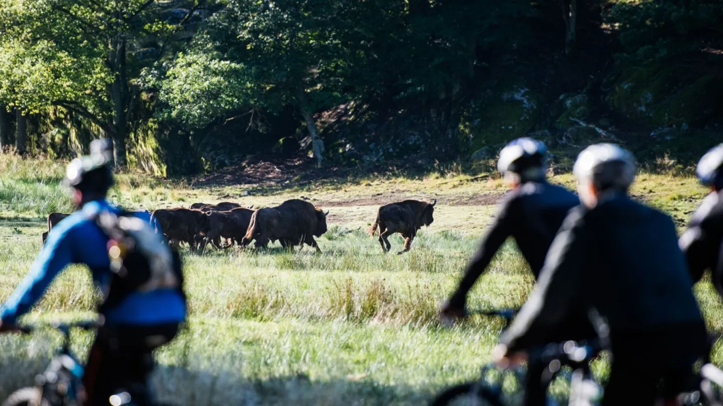 Cykelsafari bland vilda djur på Eriksberg Hotell & Safaripark i Blekinge, Sverige.